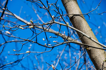 first leaves on tree branches in spring