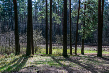 dark forest with tree trunks in even light