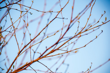 first leaves on tree branches in spring