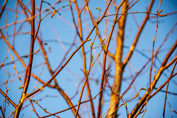 first leaves on tree branches in spring