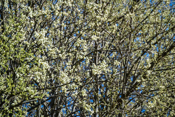 first leaves on tree branches in spring
