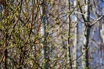 first leaves on tree branches in spring