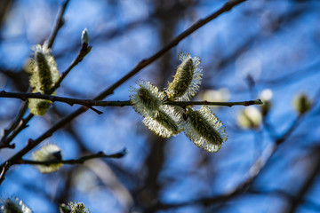 first leaves on tree branches in spring