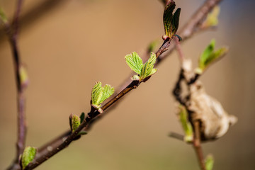 first leaves on tree branches in spring
