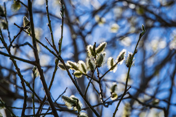 first leaves on tree branches in spring