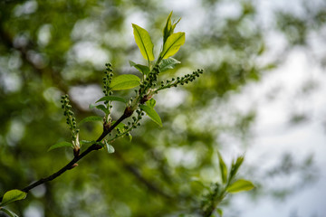 first leaves on tree branches in spring