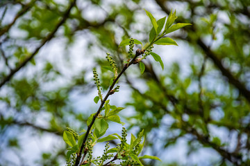 first leaves on tree branches in spring