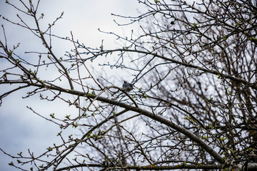 first leaves on tree branches in spring