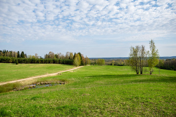 fresh green meadow fieldswith grass pattern in wet summer