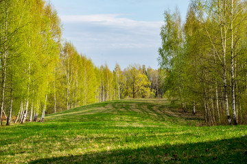 fresh green meadow fieldswith grass pattern in wet summer
