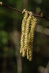 first leaves on tree branches in spring