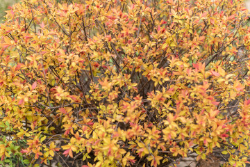 Shrub, plant with young red-yellow leaves close-up.