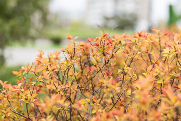 Shrub, plant with young red-yellow leaves close-up.