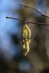 first leaves on tree branches in spring