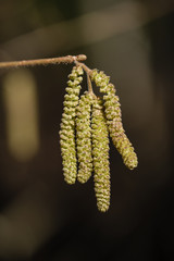 first leaves on tree branches in spring