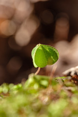 first leaves on tree branches in spring