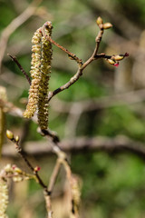 first leaves on tree branches in spring