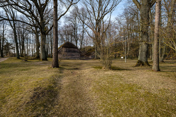 large naked tree trunks in spring park