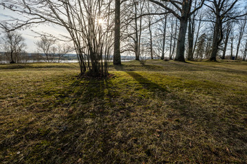 large naked tree trunks in spring park