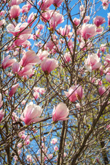 Magnolia Tulip Tree