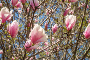 Obraz premium Magnolia Tulip Tree