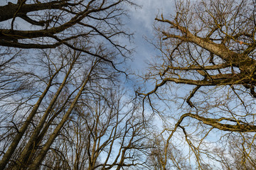large naked tree trunks in spring park