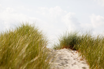 Cape Cod dunes with a path of white sand leading to the beach