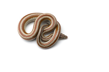 The rosy boa isolated on white background