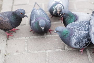 Pigeons on the road.