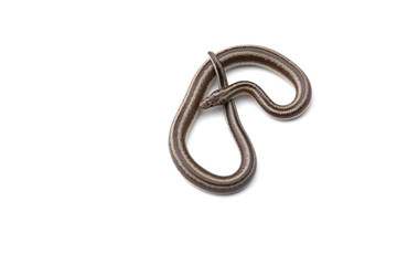 The rosy boa isolated on white background