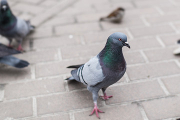 Pigeons on the road.
