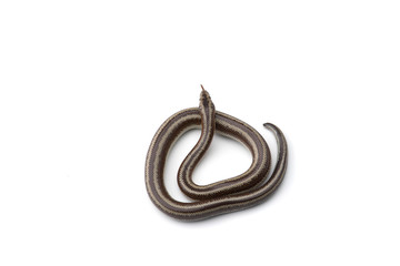 The rosy boa isolated on white background