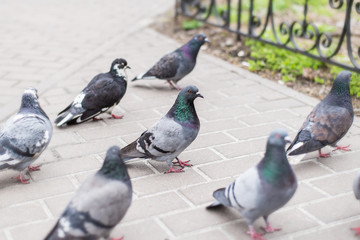Pigeons on the road.
