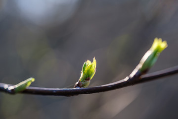 first leaves on tree branches in spring
