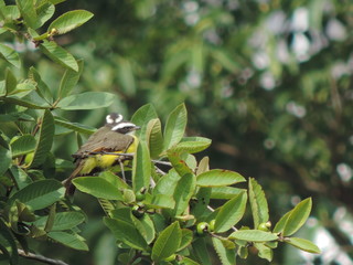 aves 