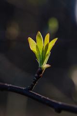 first leaves on tree branches in spring