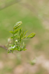 Branches of a tree with young leaves.