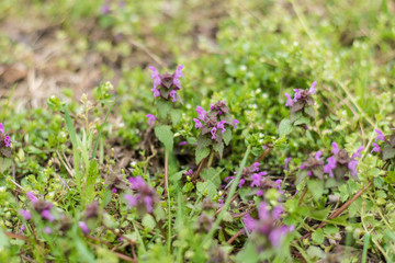 Young forest plant with purple flowers in the green grass.