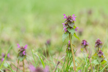 Young forest plant with purple flowers in the green grass.