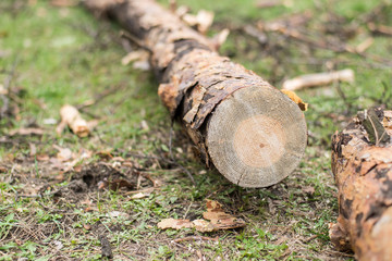 Cutting down trees. Sawn logs lying on the grass. Cleaning the park from old, sick trees.