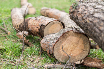 Cutting down trees. Sawn logs lying on the grass. Cleaning the park from old, sick trees.