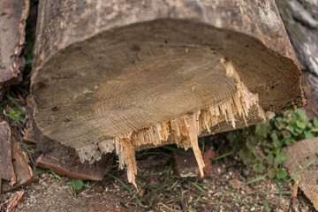 Cutting down trees. Sawn logs lying on the grass. Cleaning the park from old, sick trees.