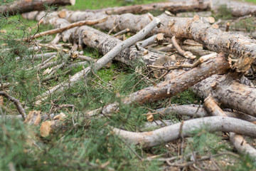 Cutting down trees. Sawn logs lying on the grass. Cleaning the park from old, sick trees.