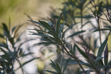 Detail of oleander leaves #2