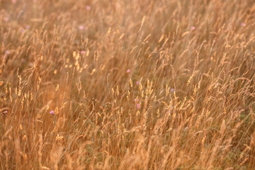 Sunset in the field