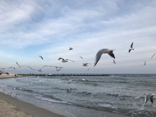 the seagulls