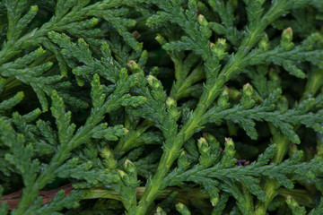 Green cypress tree, macro