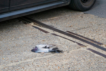 Dead pigeon on tram tracks. Headless roadkill on a street, with a motion blurred car passing close...
