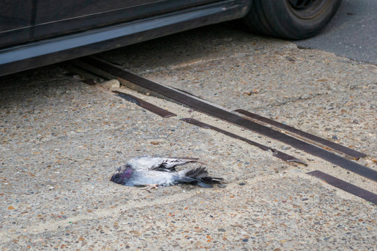 Dead pigeon on tram tracks. Headless roadkill on a street, with a motion blurred car passing close to it. Concept for road safety and animal protection in car-centric cities.