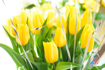 yellow tulips, beautiful bouquet flowers close-up with blurred background